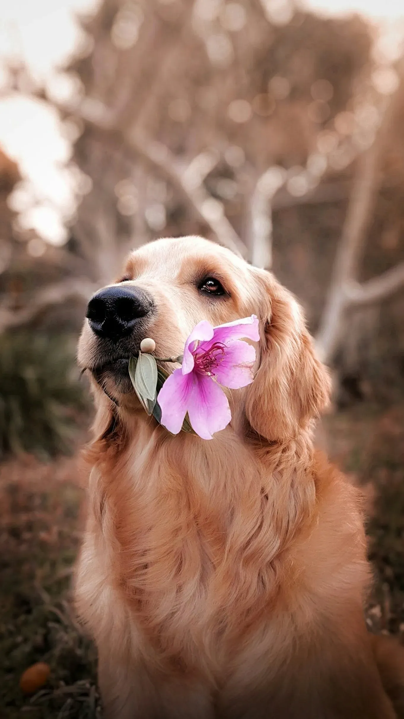 A golden retriever with a flower, glowing after a spa morning