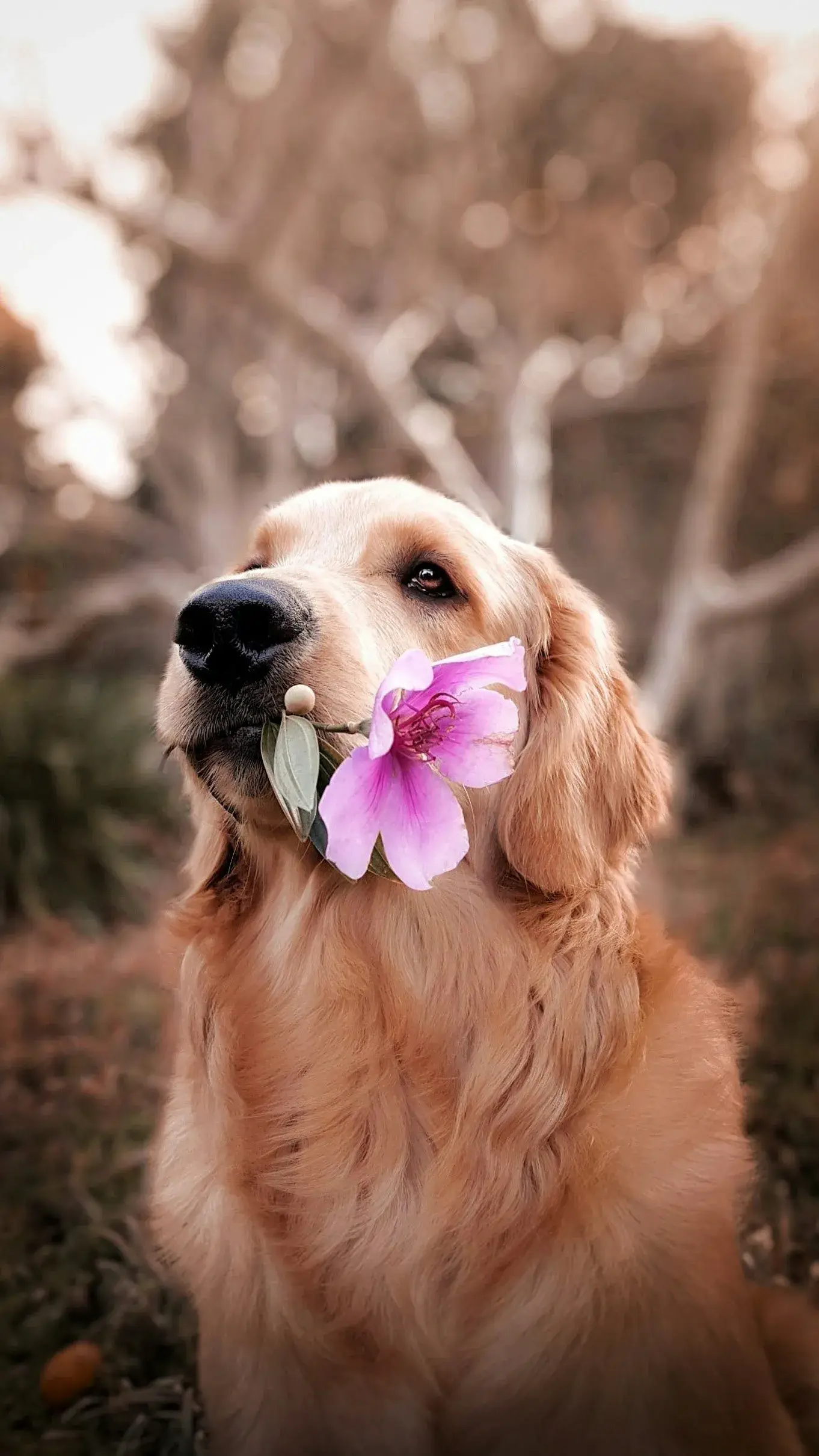 Golden retriever with pink flower, dreamy spa morning
