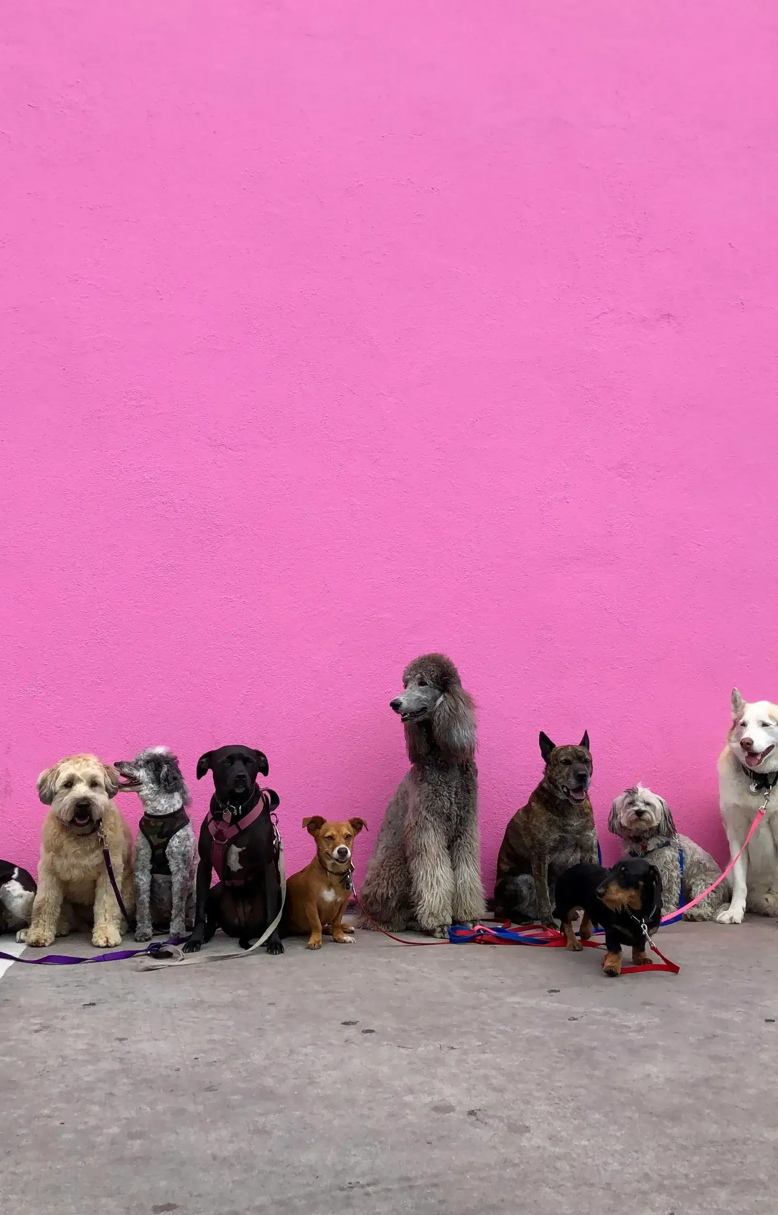 A group of dogs of different breeds gathered together against a pink backdrop