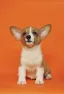 Bishop the Pembroke Welsh Corgi against a bright orange backdrop