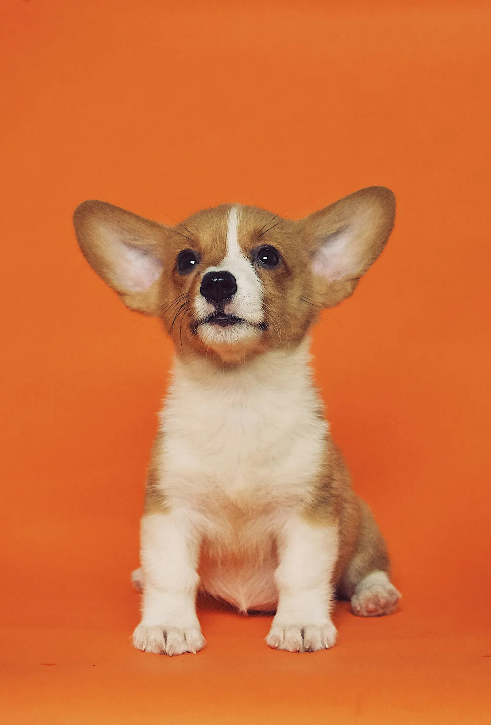 A Pembroke Welsh Corgi puppy against a bright orange backdrop