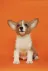 Bishop the Pembroke Welsh Corgi against a bright orange backdrop