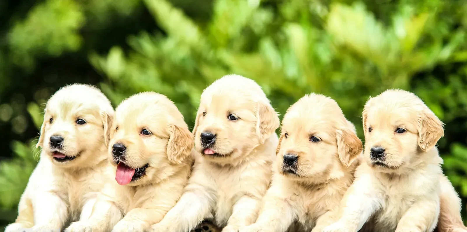 A litter of happy golden retriever puppies playing together on a sunny lawn