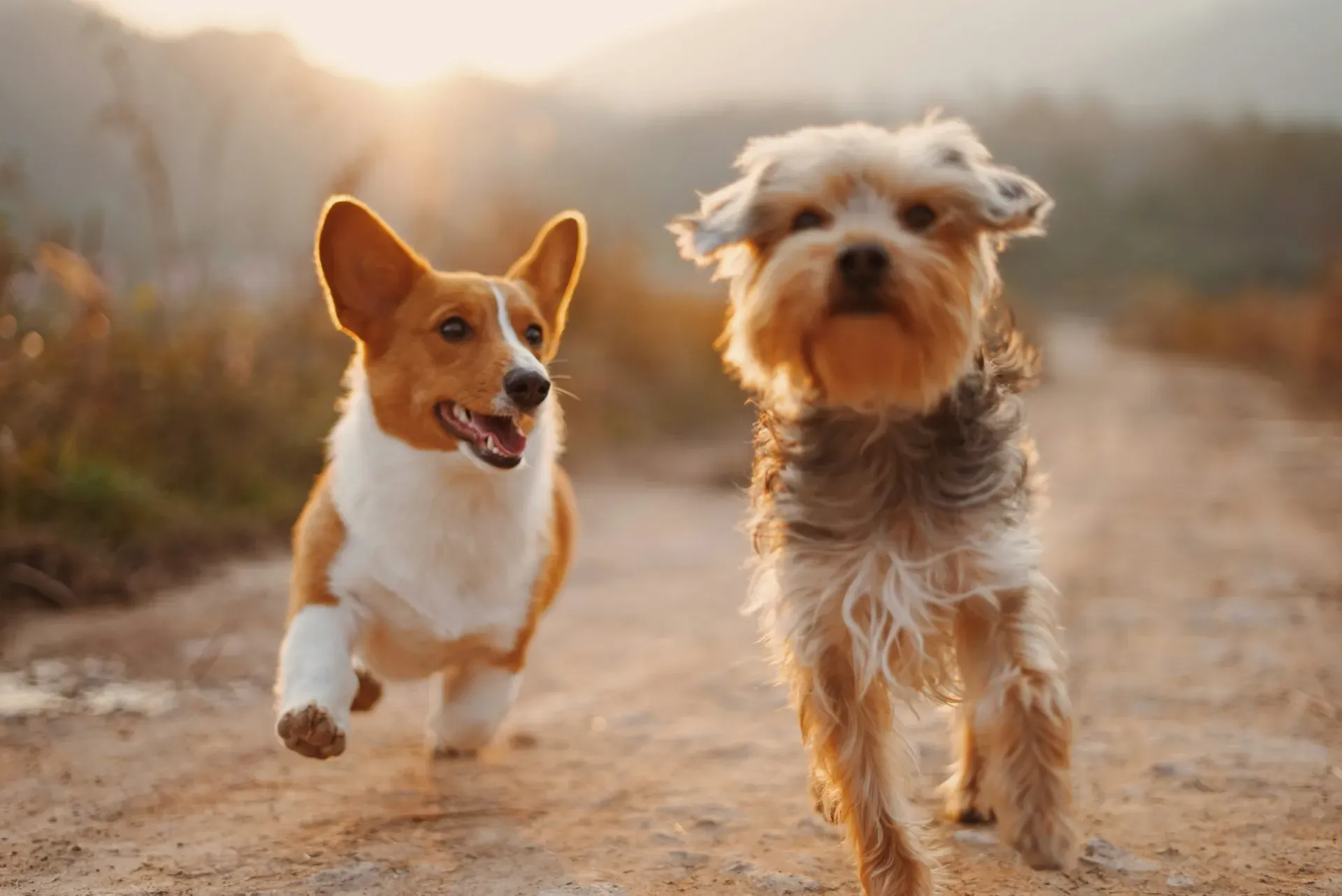 Two dogs happily running together outdoors during a play session