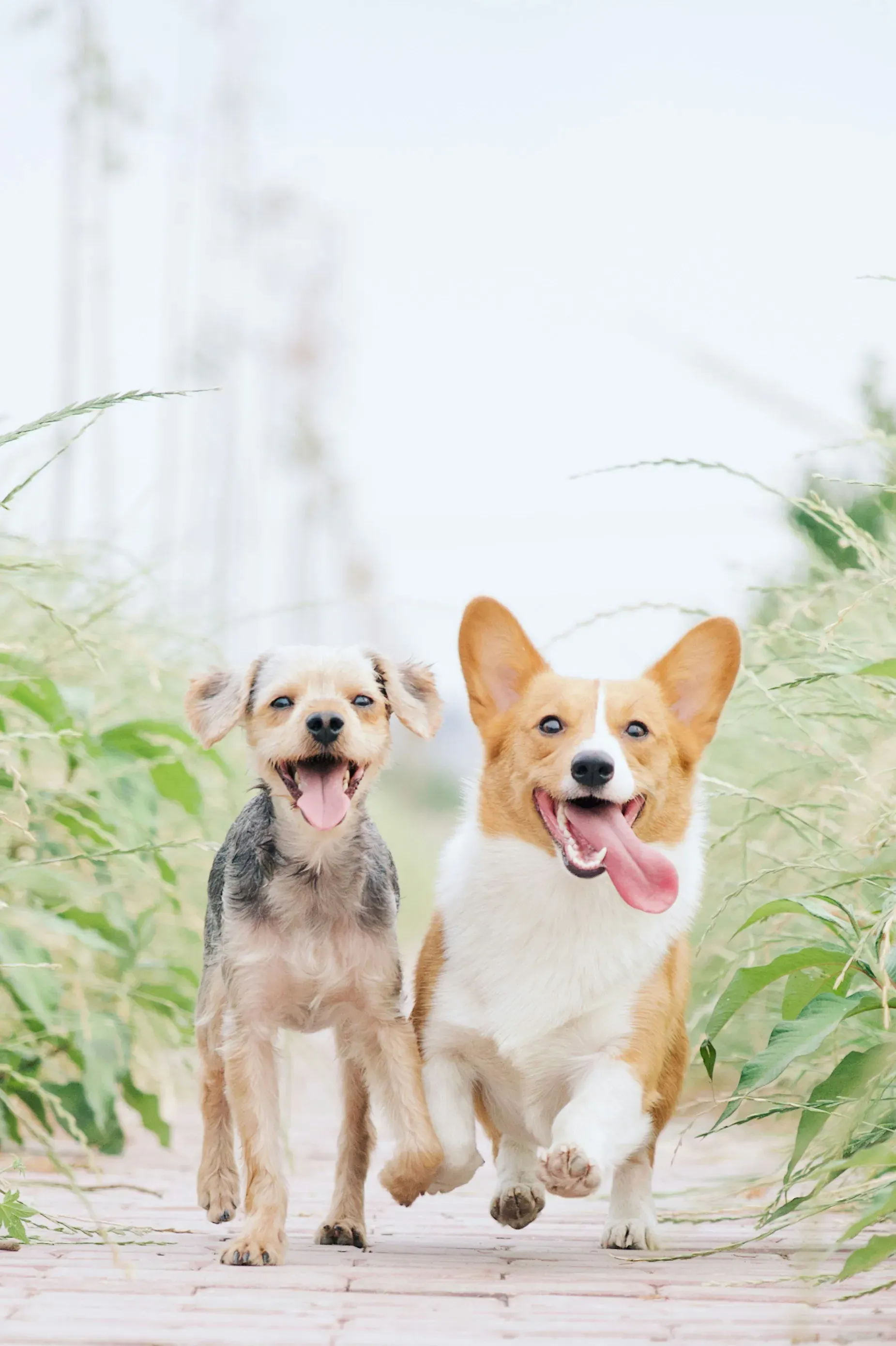 Two Pembroke Welsh Corgi puppies sitting side by side outdoors