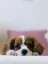 Rosie the Cavalier King Charles Spaniel puppy resting on a soft bed