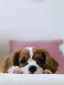 Rosie the Cavalier King Charles Spaniel puppy resting on a soft bed