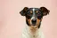 Pip the Jack Russell terrier with his tongue out after a groom