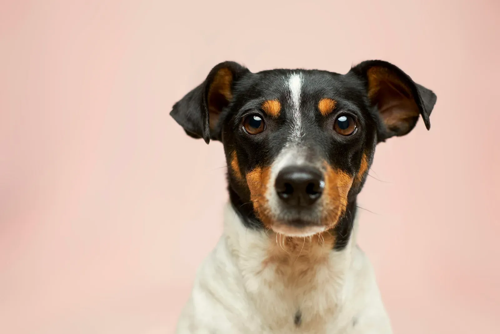 A Jack Russell terrier with its tongue out against a pink backdrop