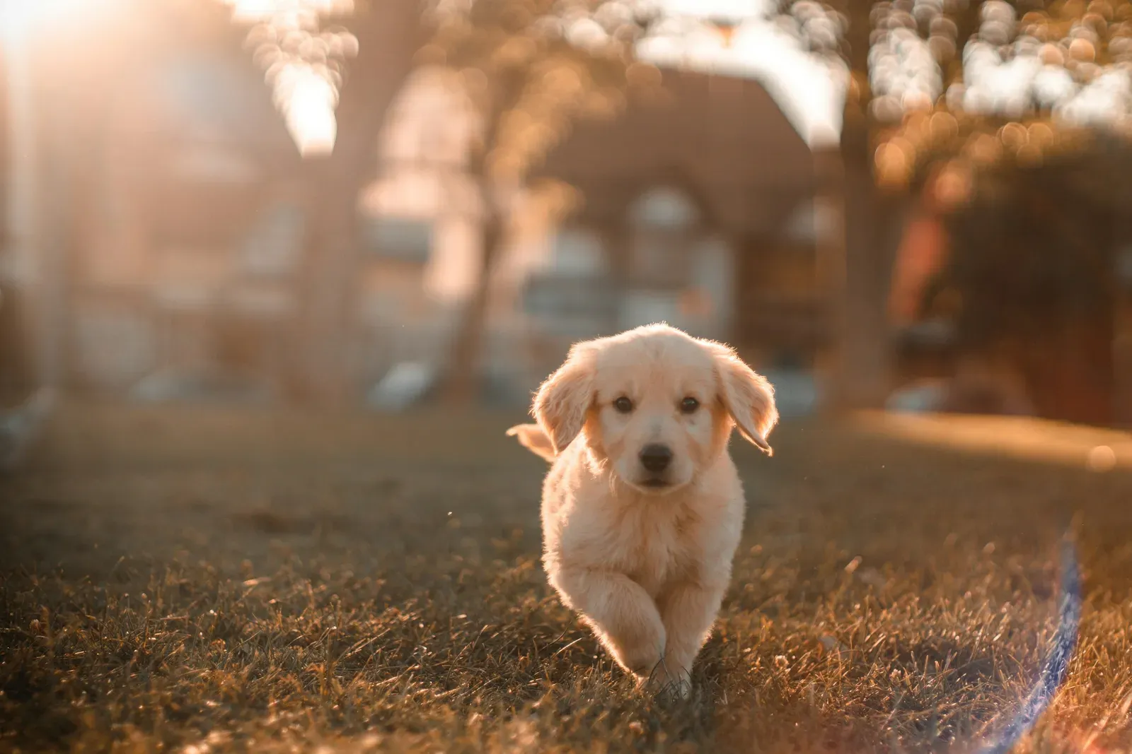 A golden retriever puppy enjoying a sunny day outdoors