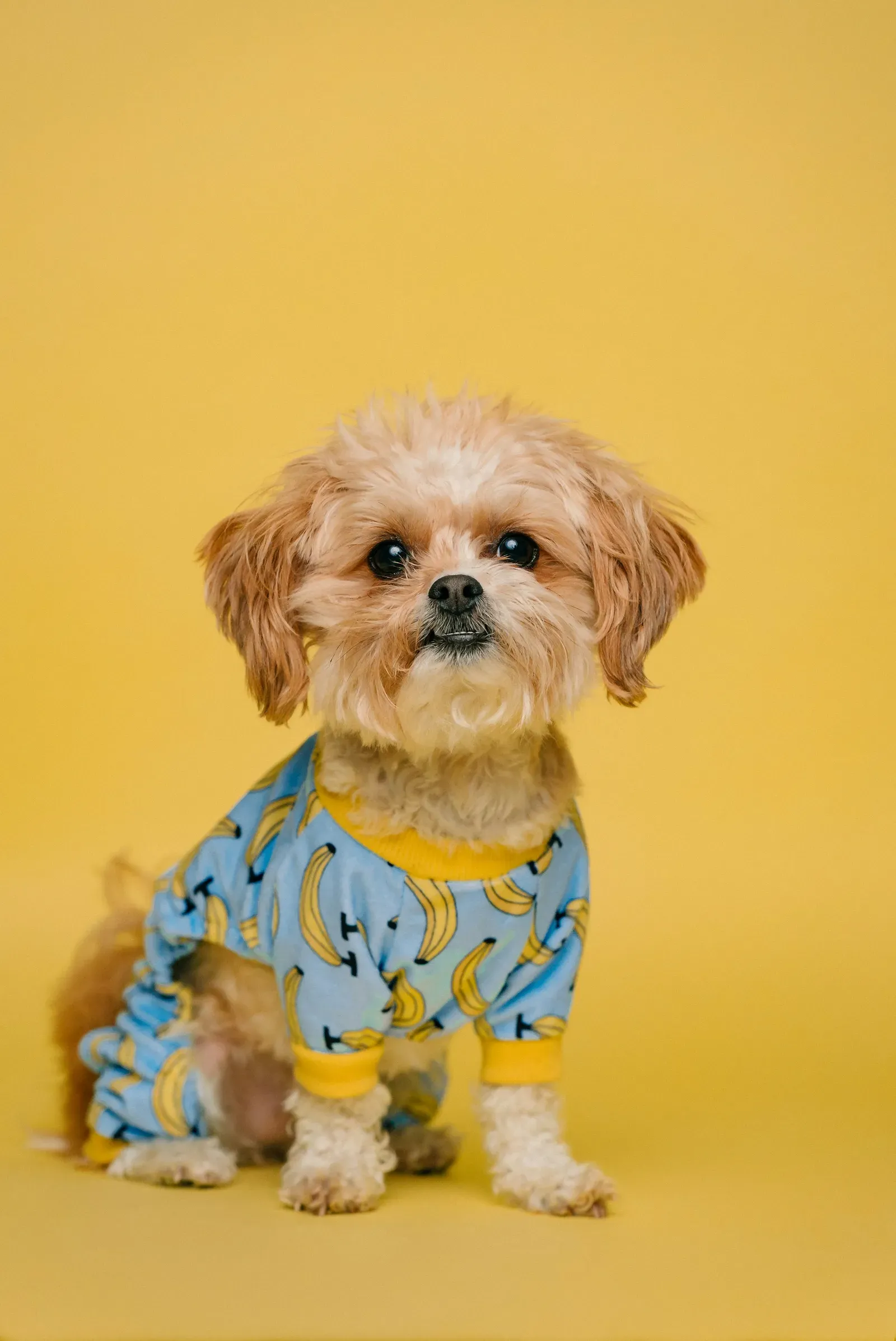 A fluffy apricot dog wearing a blue floral shirt