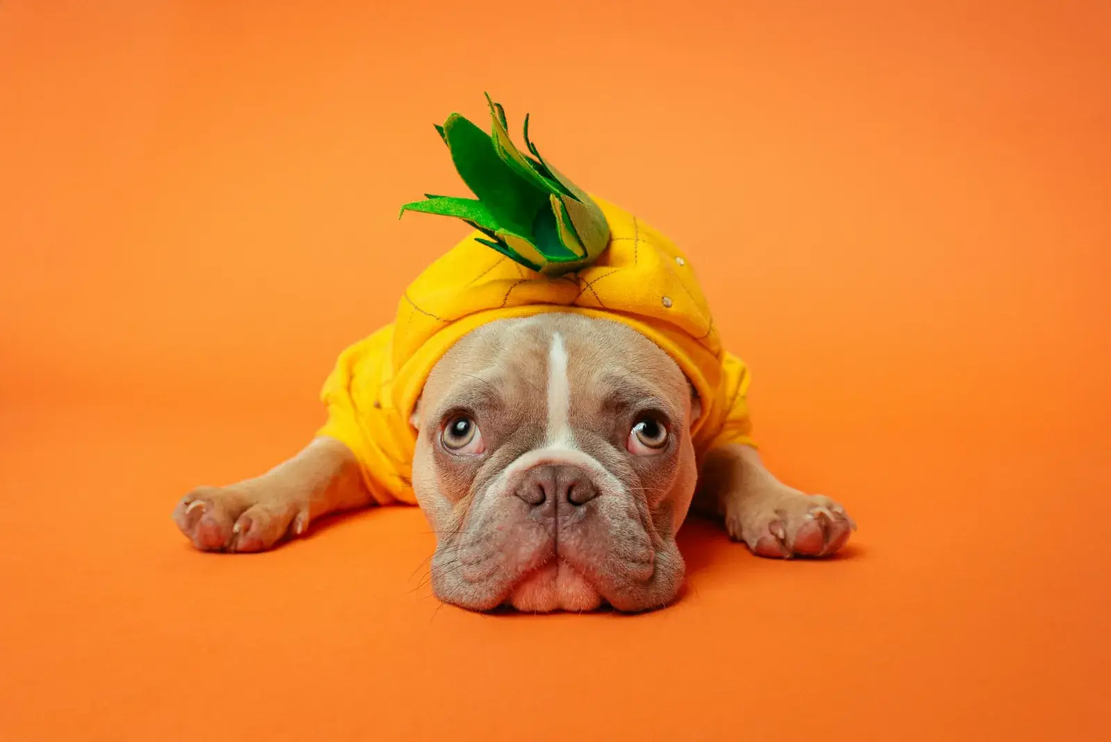 French bulldog lounging in boutique lounge area
