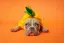 Gus the fawn French bulldog dressed in a pineapple costume