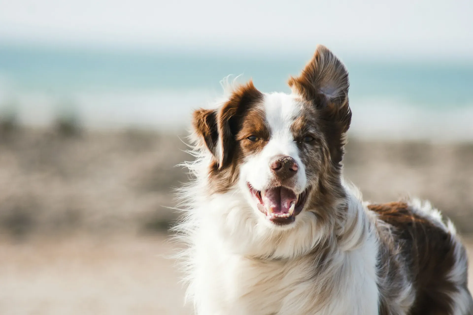 An Australian shepherd out on the sand during a coastal adventure walk