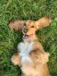 Biscuit the long-haired dachshund rolling happily in the grass