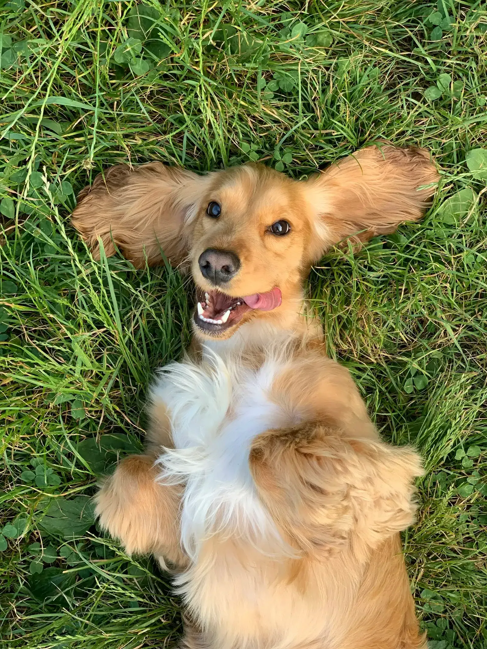 A long-haired dog lying happily on its back in the grass, ears spread out